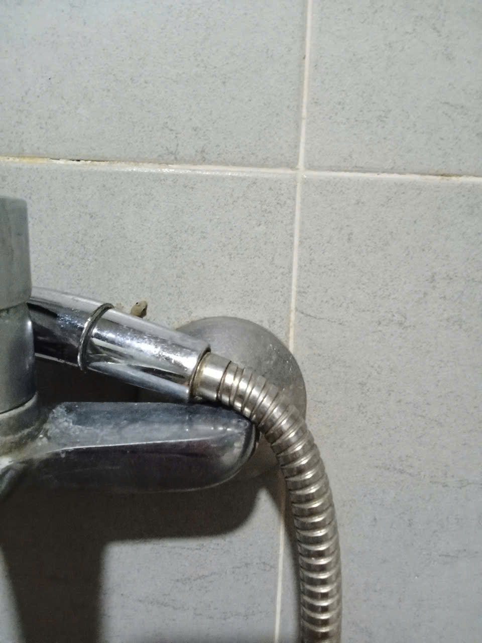hiding gecko.jpg