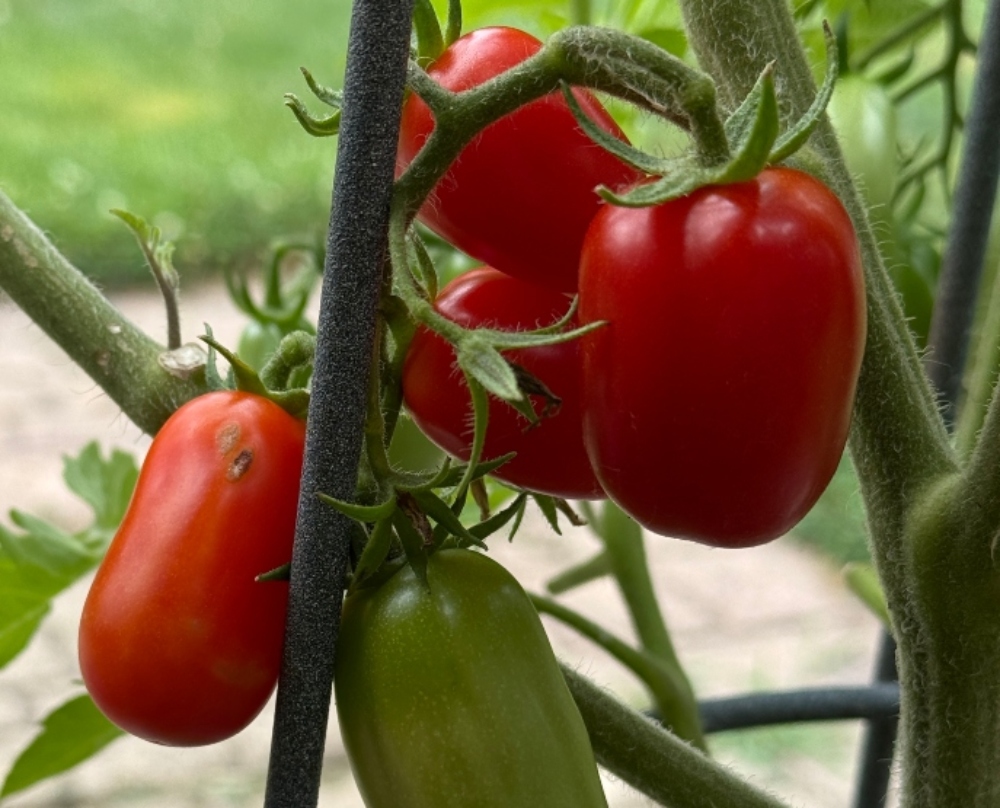 hivegarden-tomatoes-6a.jpg
