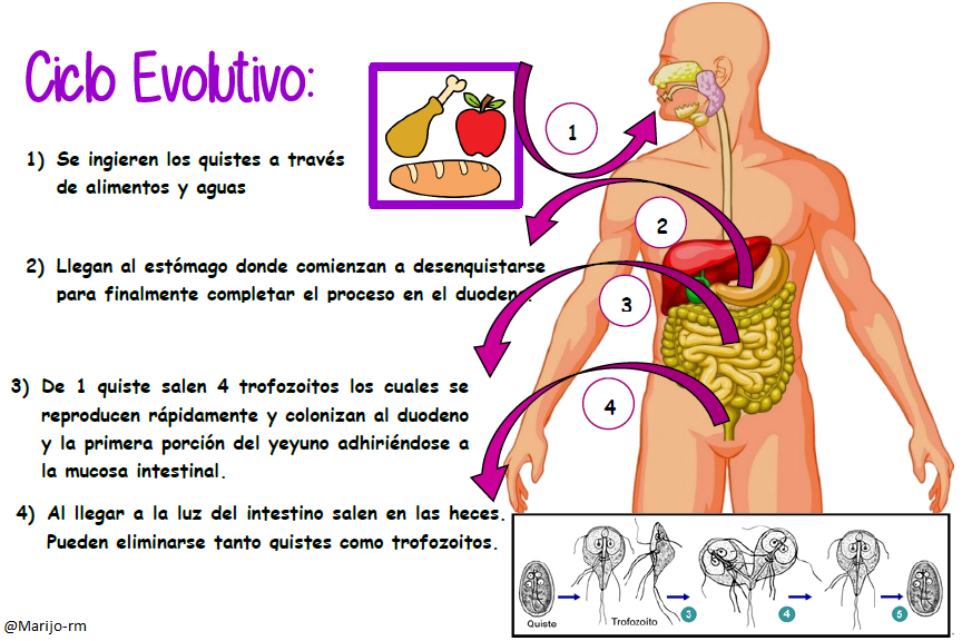 Sin título.png