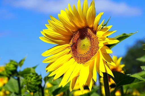 sunflowers-7313486__340.webp