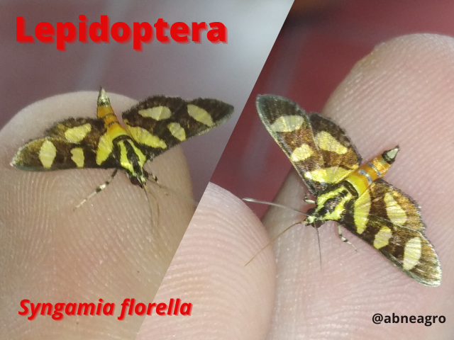 Automeris cf. jucunda (7).png