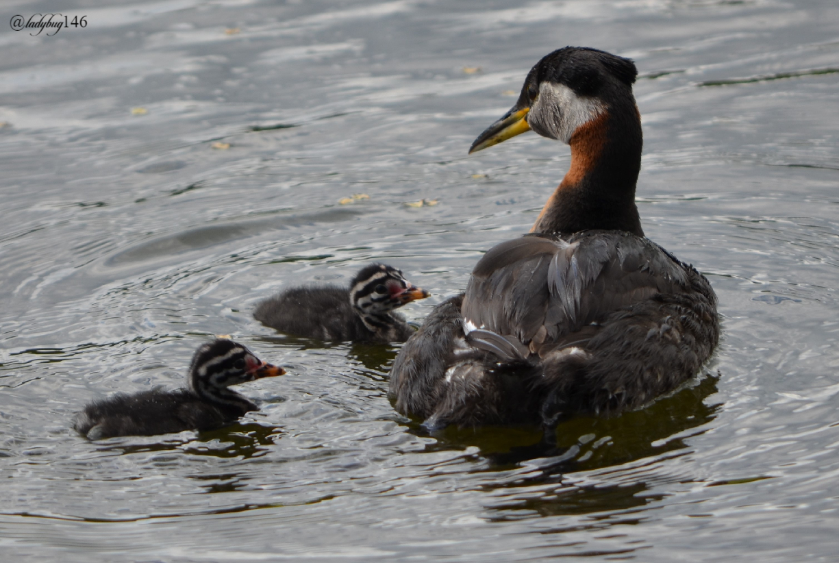 grebe2.jpg