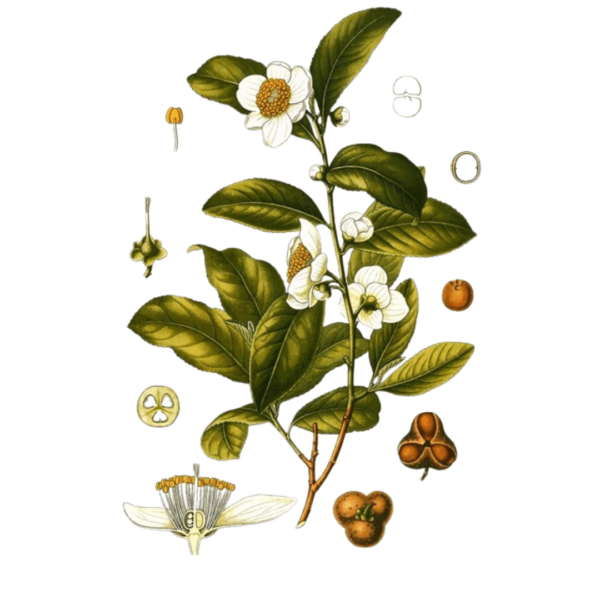 the-theier-camellia-sinensis-600x600.png/