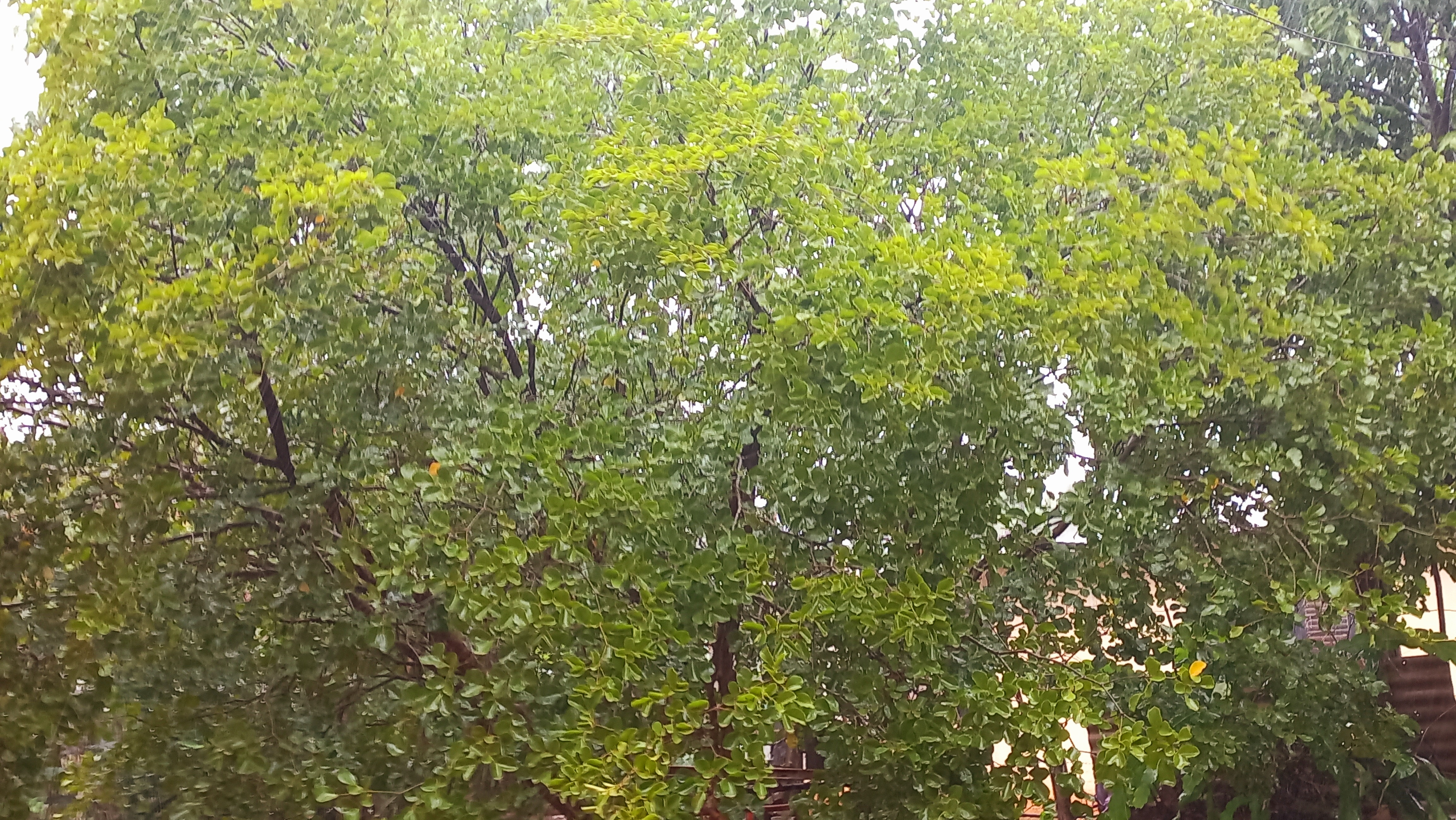 20250619_152739.jpg