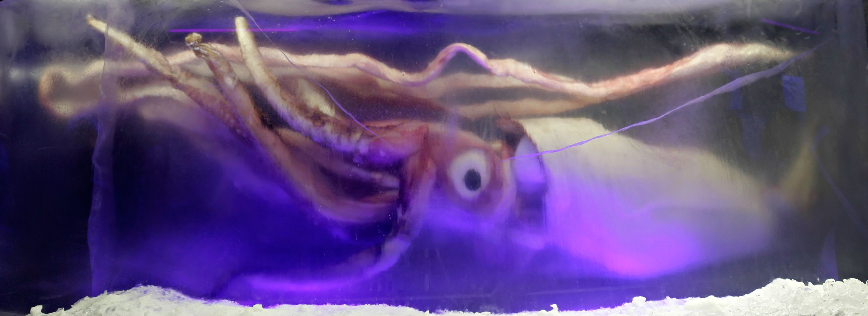 Giant_squid_melb_aquarium03 wiki.jpg