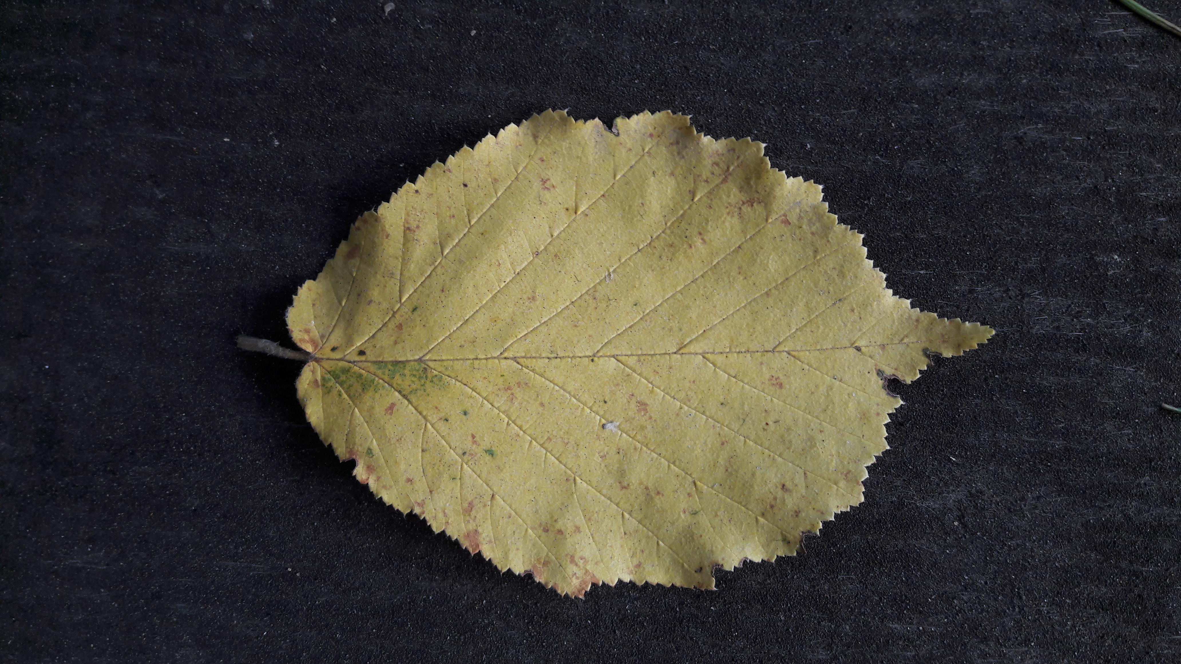 Flora-Leafs-A-Tree-Publicdomain (3).jpg