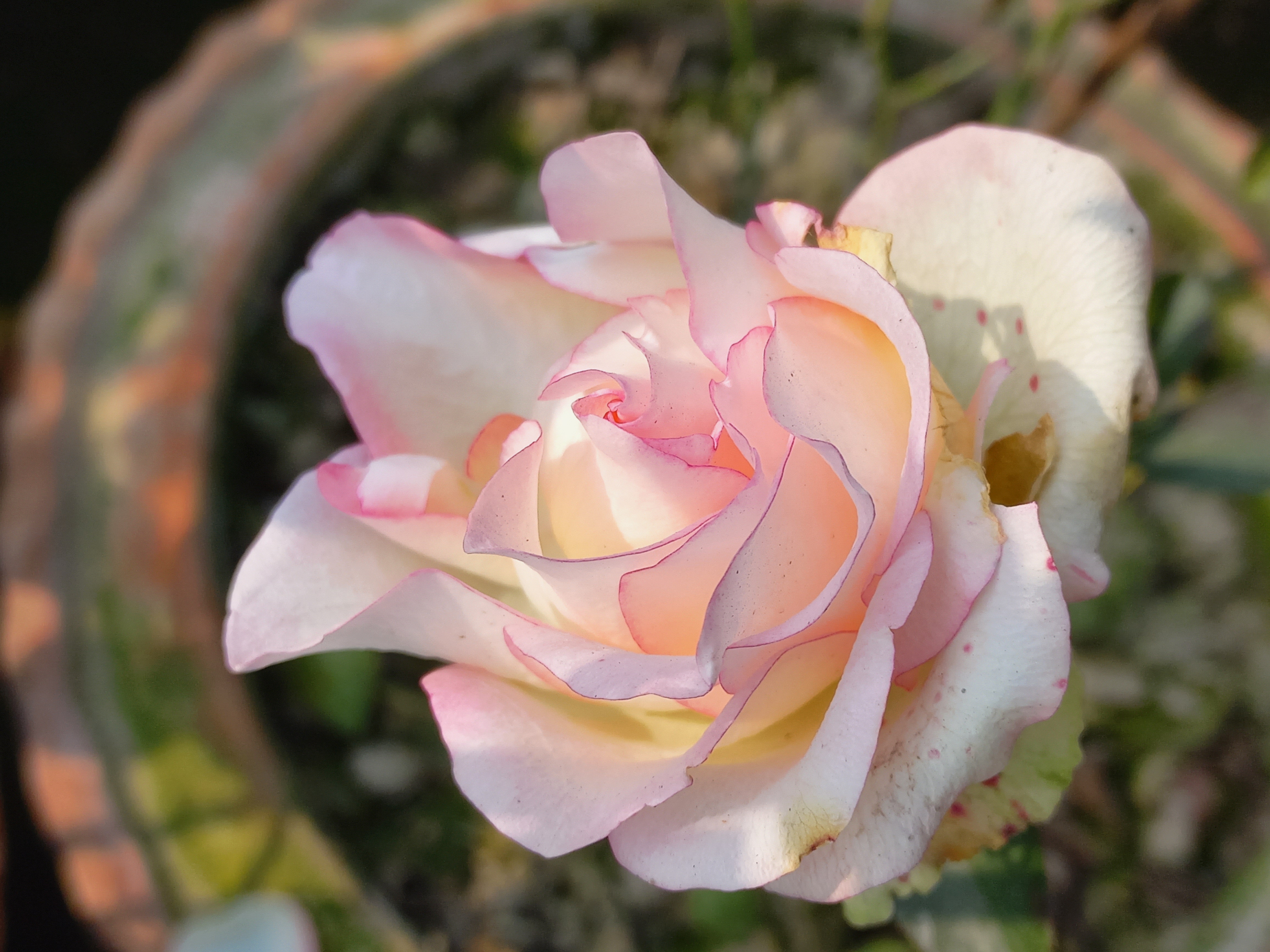 Rose & the beauty