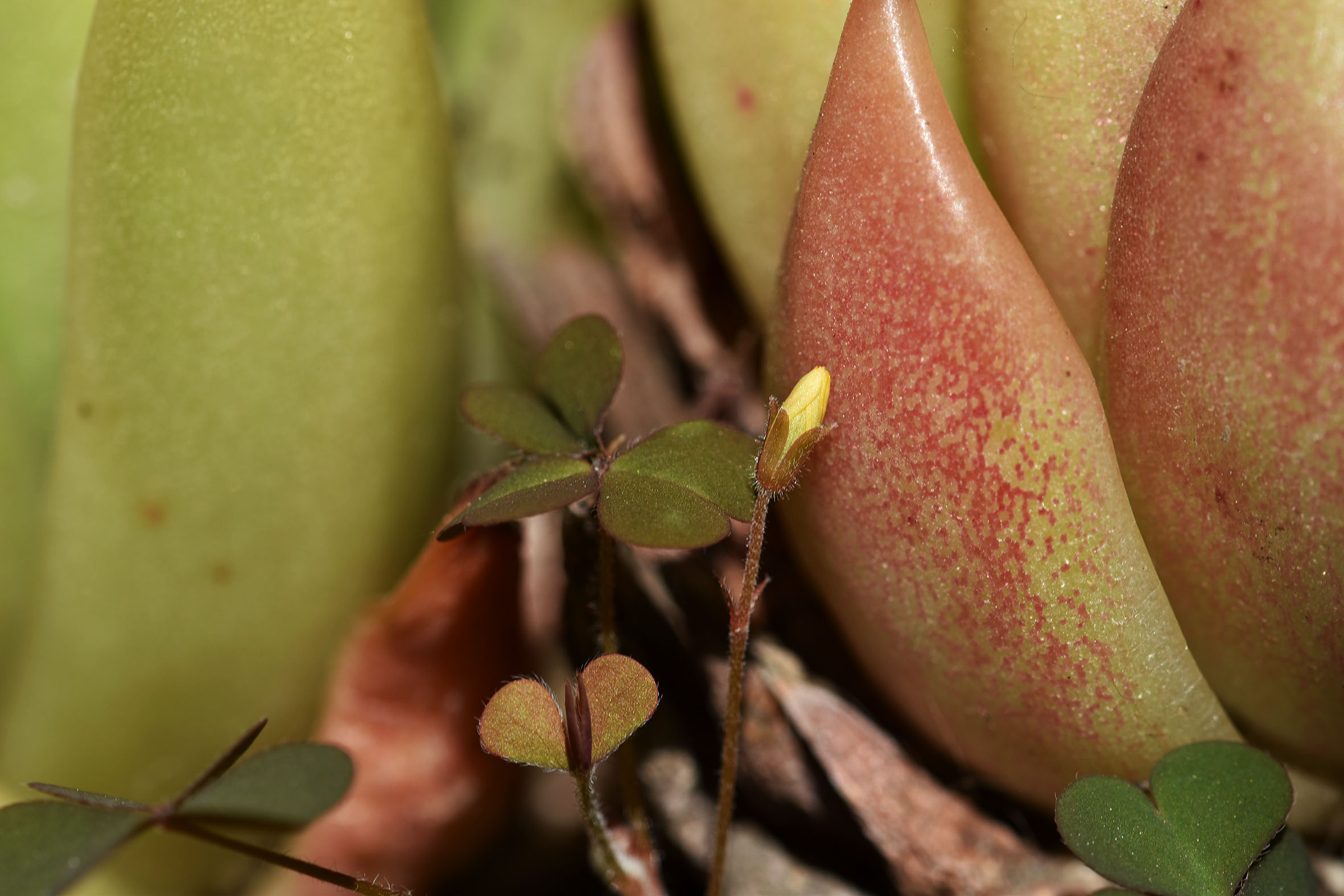 Echeveria Agavoides 2023 15.jpg