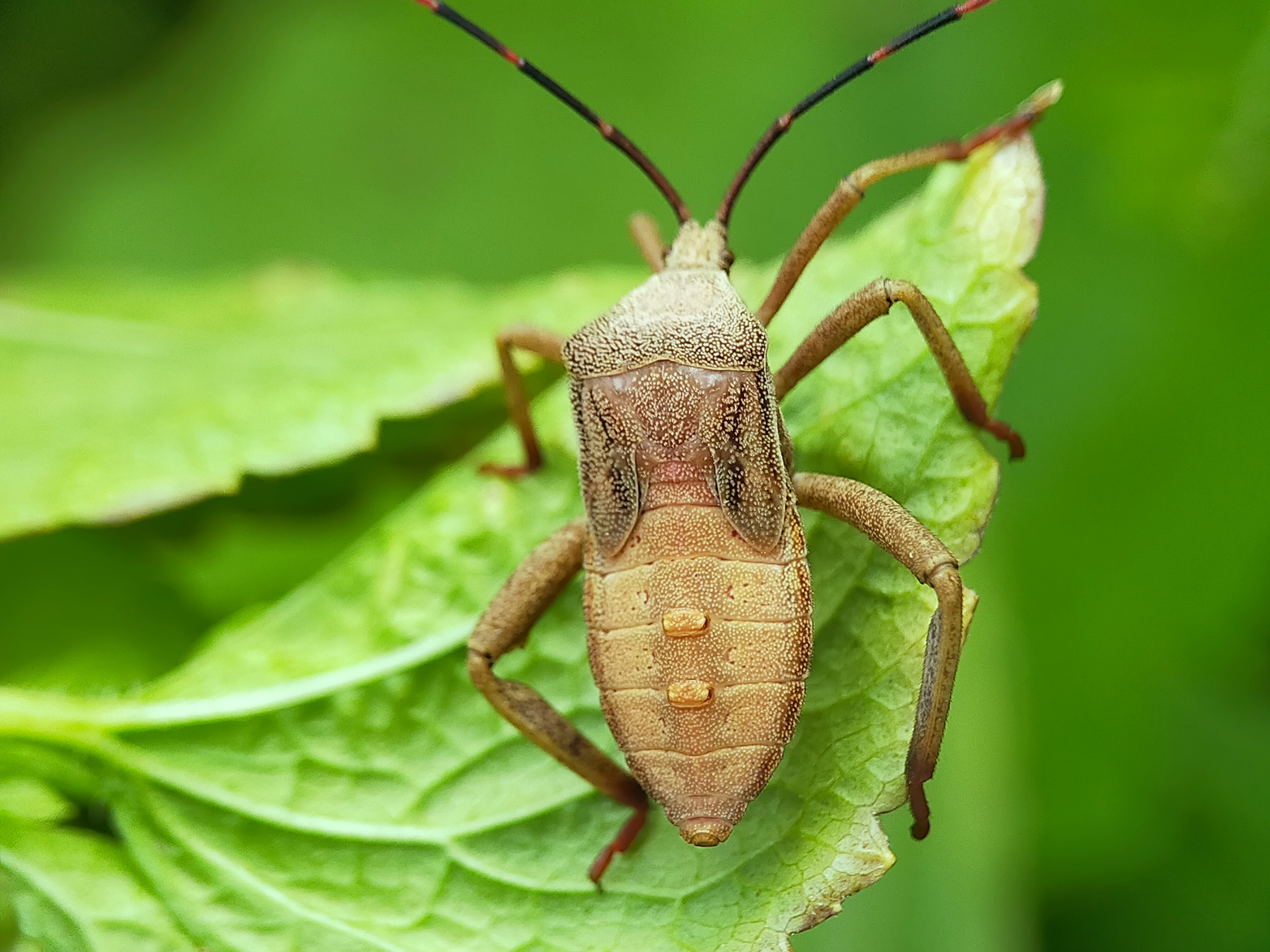Stink Beetle (34).jpg