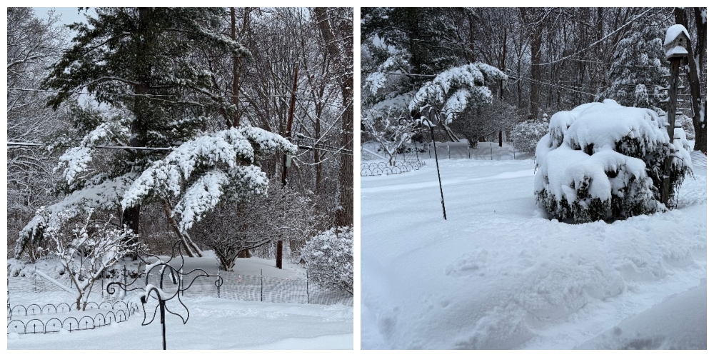 hivegarden-snow-garden-2.jpg