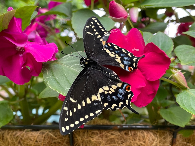 amazingnature-butterfly-10.jpg