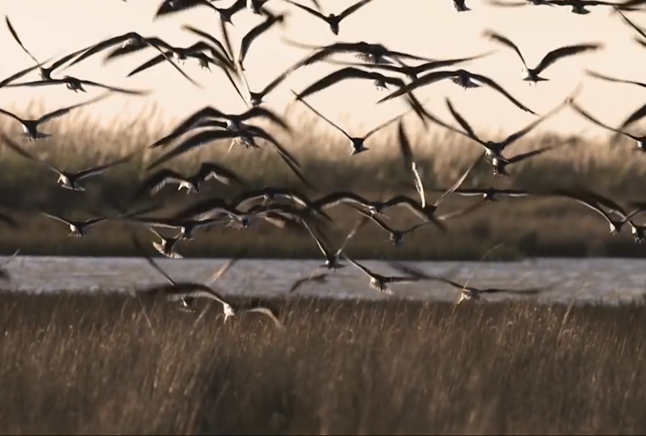 31.-FLISOL-2019-Argentina-aves-2.png