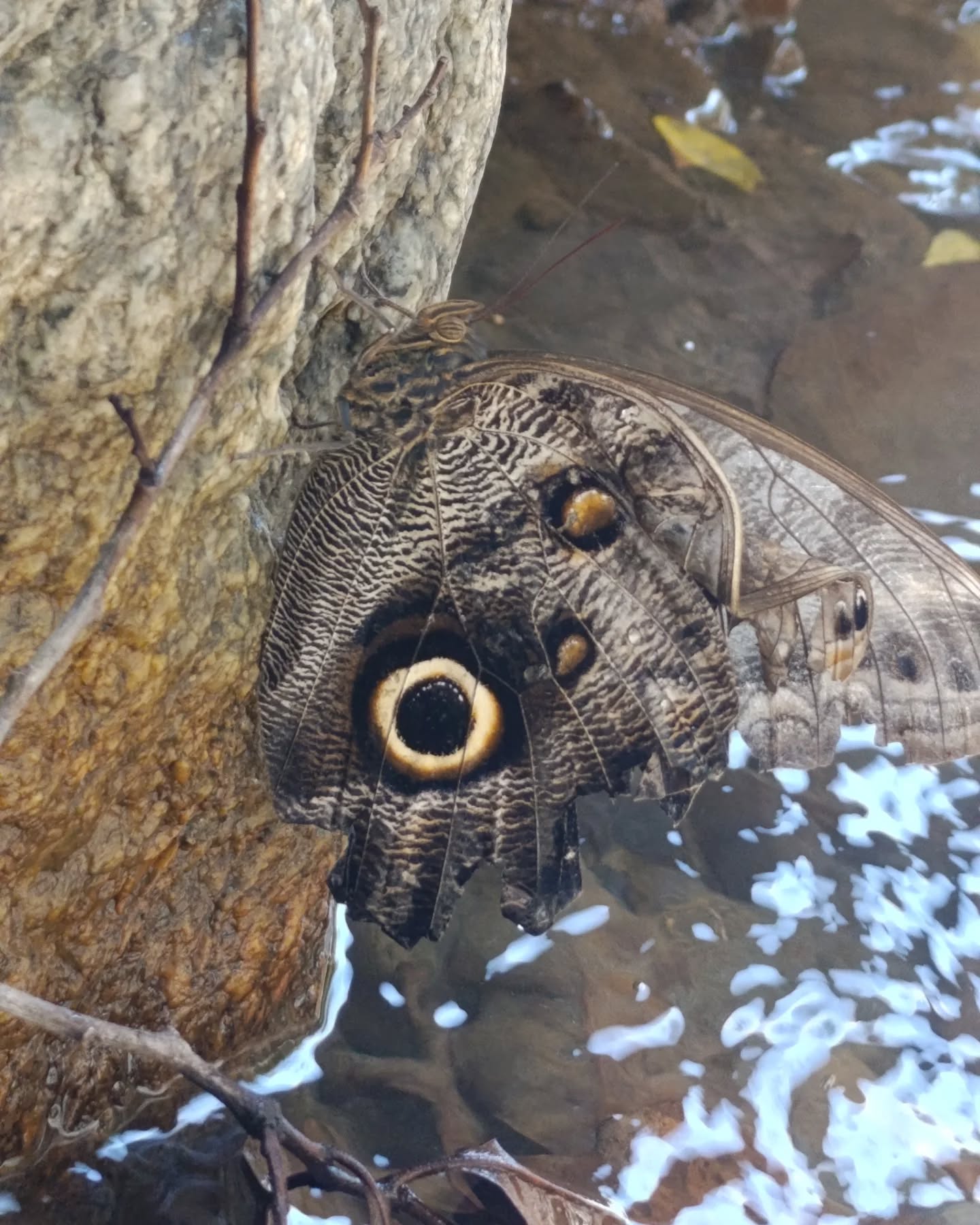 mariposa negra.jpg