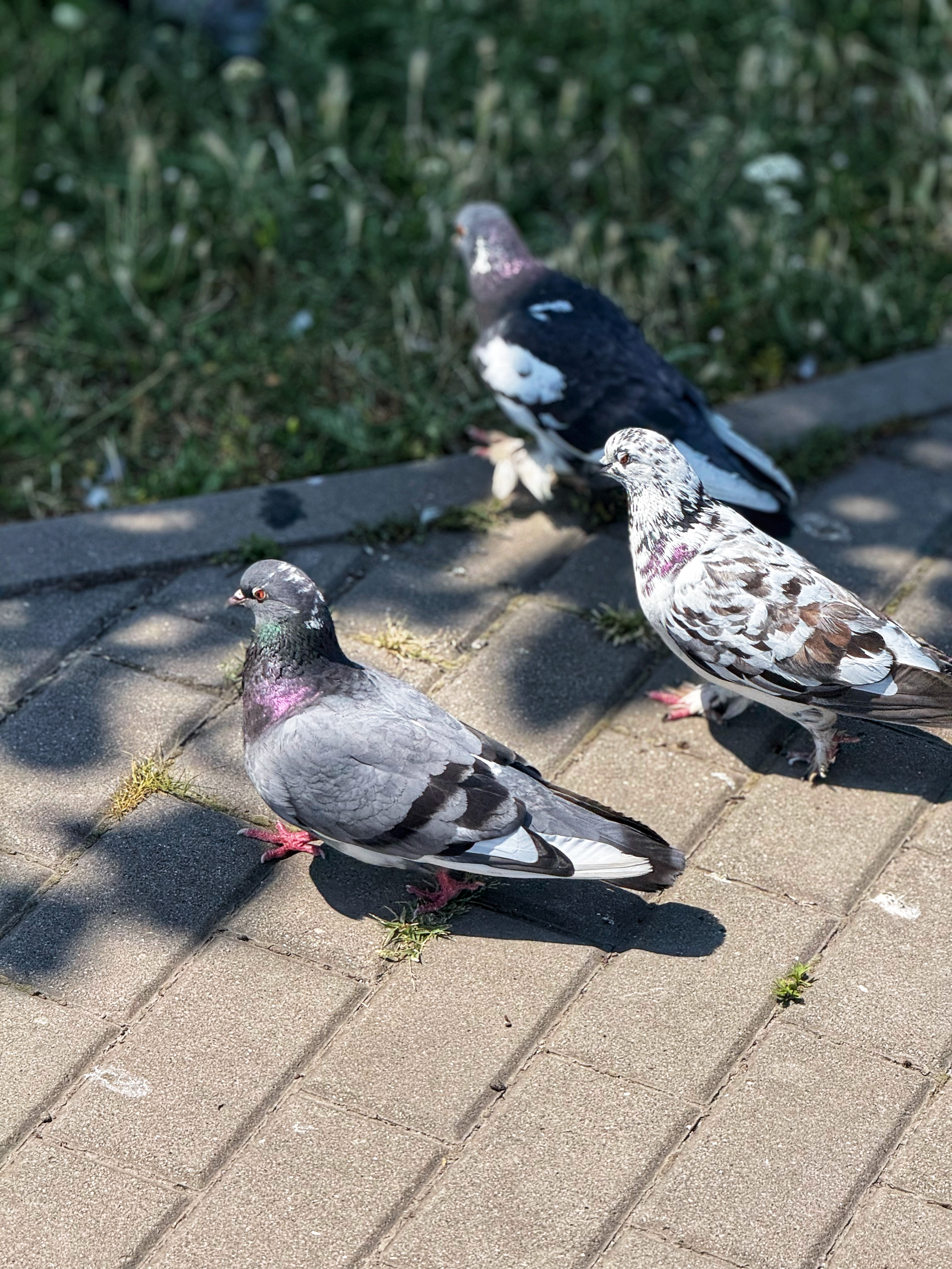 IMG_4642.jpeg