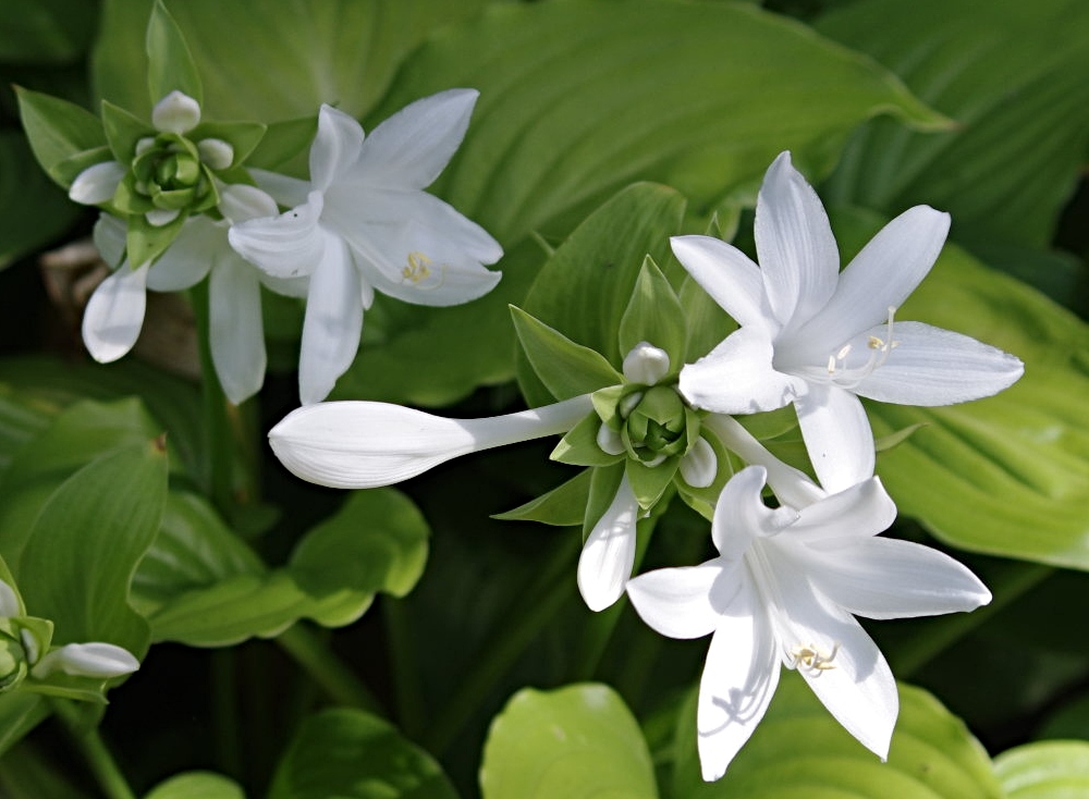 flowers-white-hosta-1.jpg