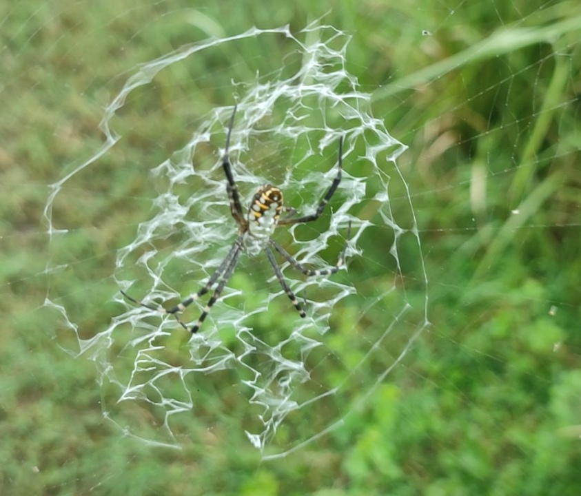 IMG_20250809_170948.jpg
