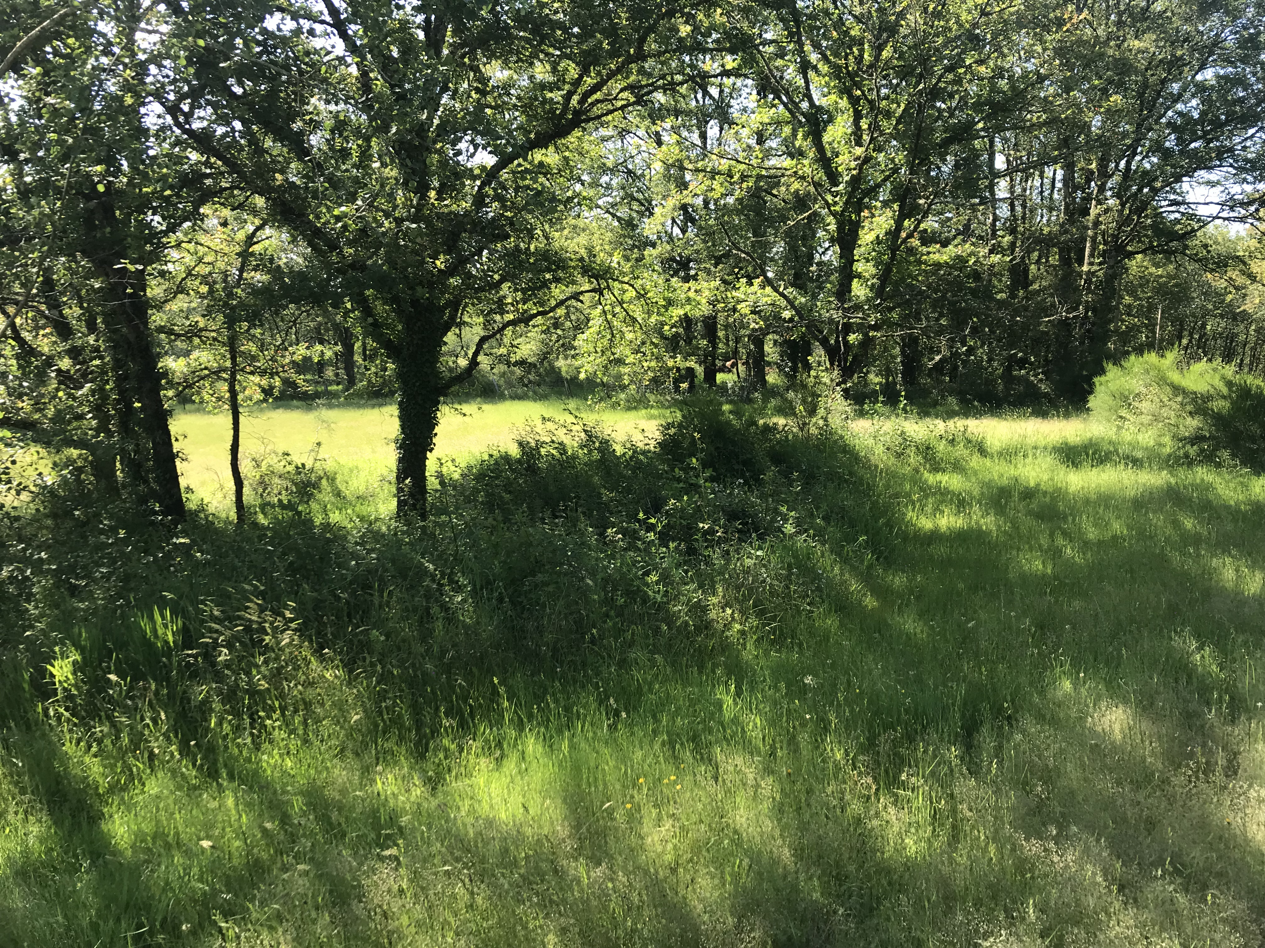 IMG_8848.jpeg