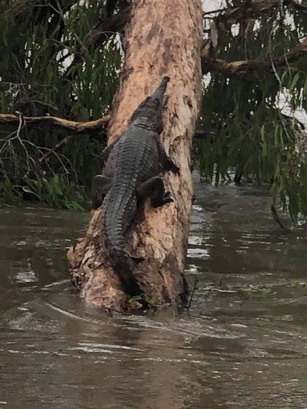 Crocodile on tree.jpg