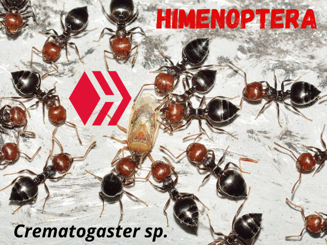 Himenoptera 1.png