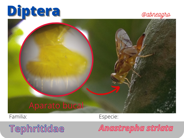 @abneagro(6).png