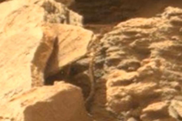 Alien-Snake-Found-On-Mars.jpg