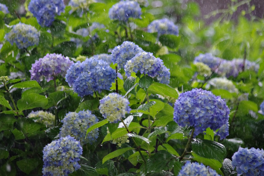 https://images.hive.blog/DQmNqy3UXGcBZADRFasoHwrN7x8YvBu9LEW38x4wjQEPT79/hydrangea.jpg