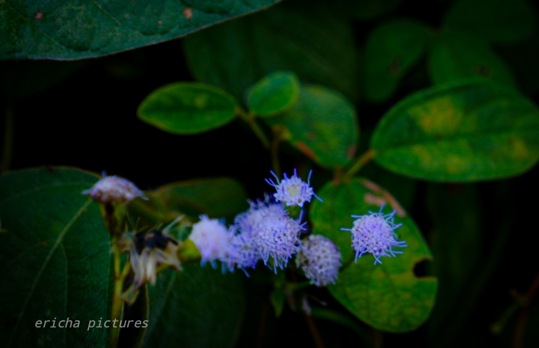 DSC02843.jpg