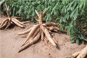 cassava_small.jpg