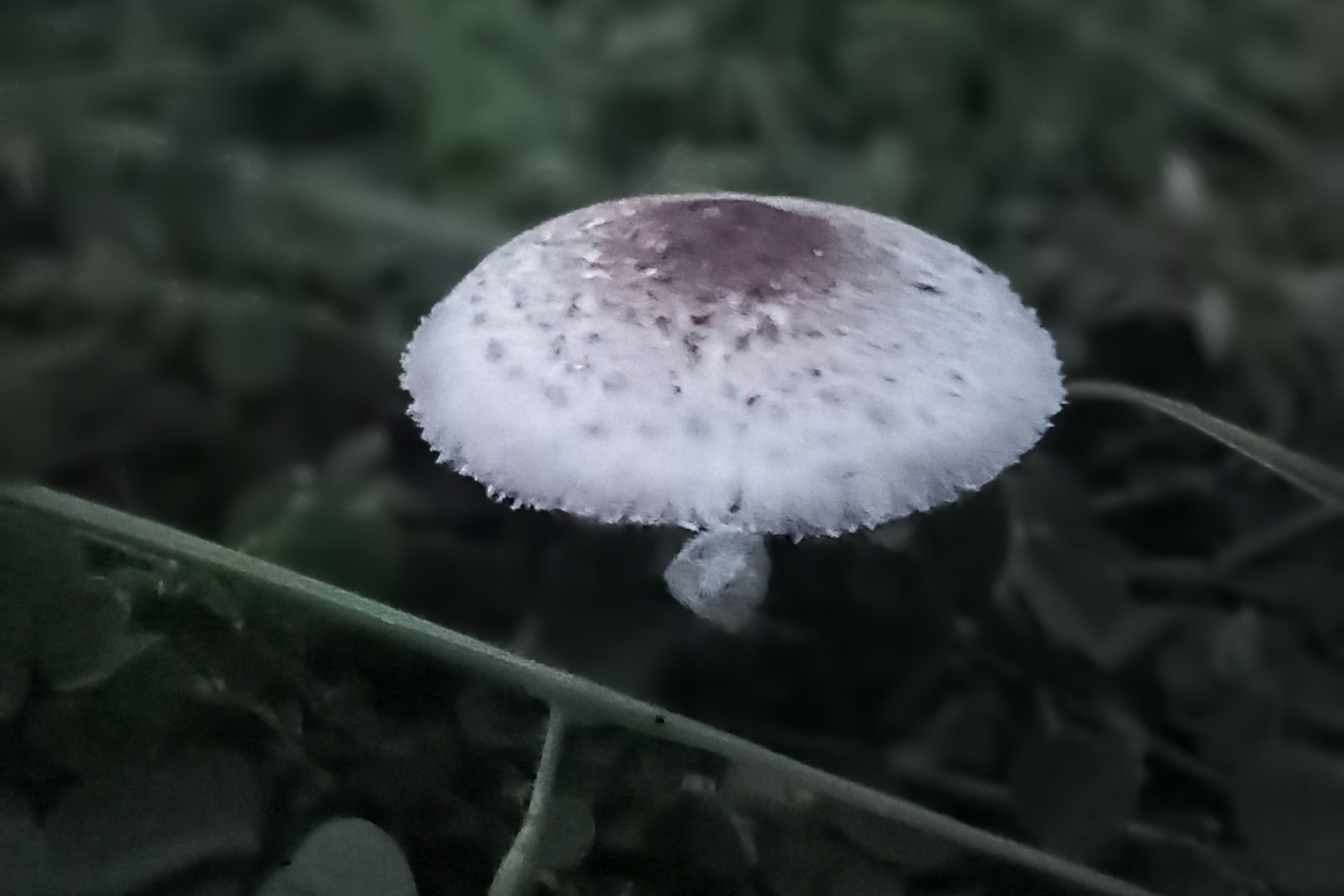 https://images.hive.blog/DQmNsD6JRfQX7mLj13ttTNb5zgwUNLNaUFKQjnSc7gsjwGc/20250801_190235~2.jpg