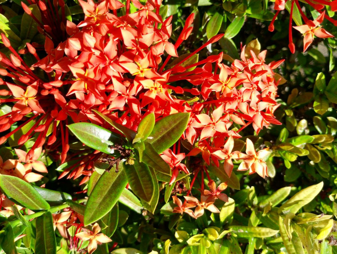 ixora2.png