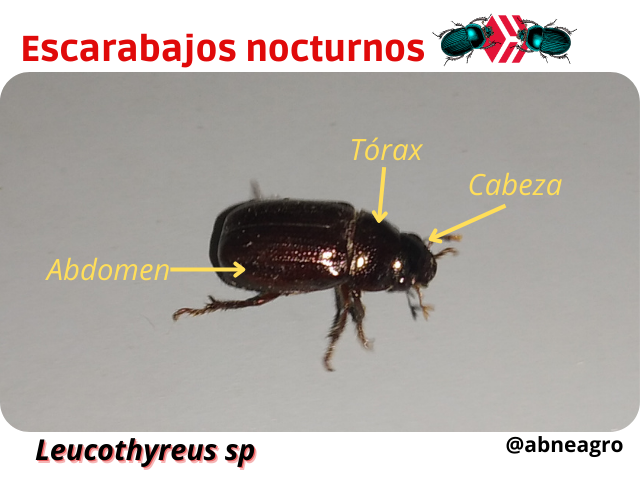 Automeris cf. jucunda (4).png