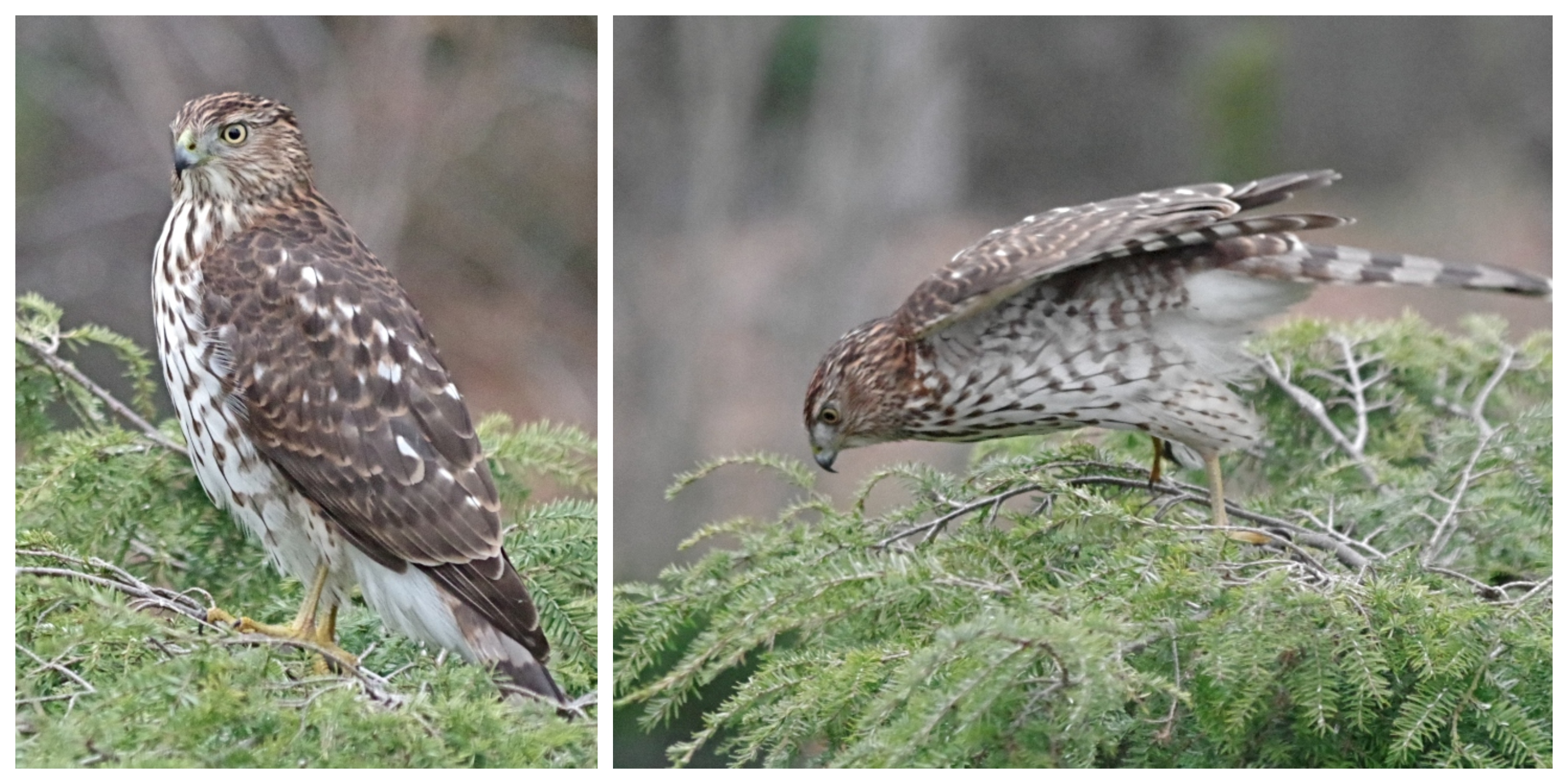 coopers-hawk-predator-3.jpg