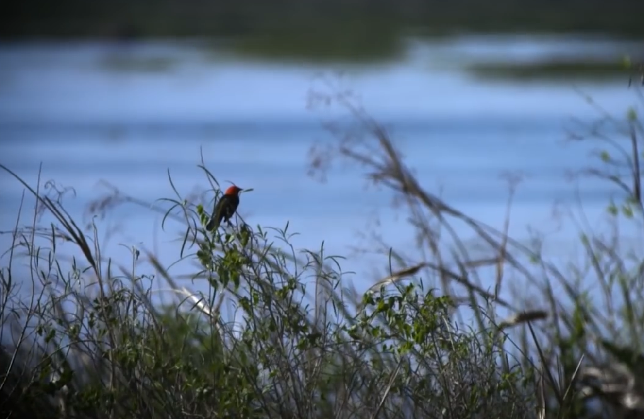 31.-FLISOL-2019-Argentina-Formosa-aves.png