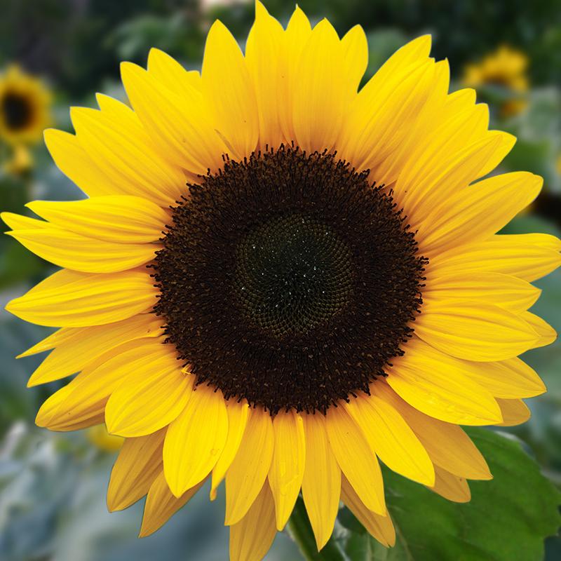sunflower2.jpeg