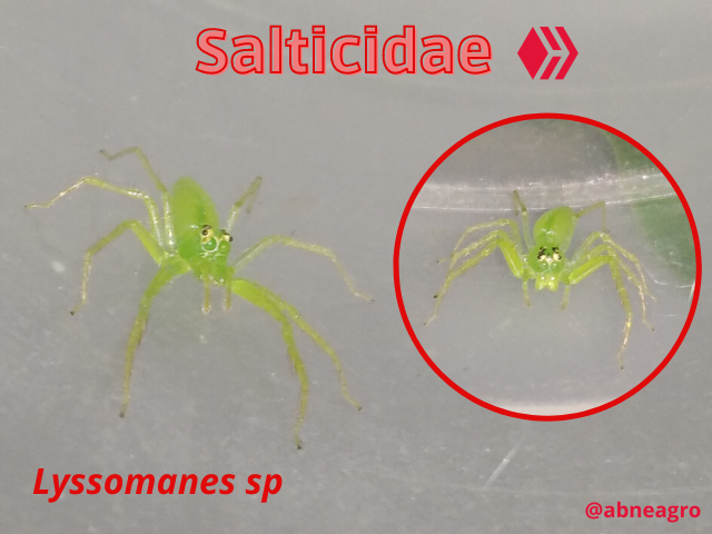 Automeris cf. jucunda (2).png
