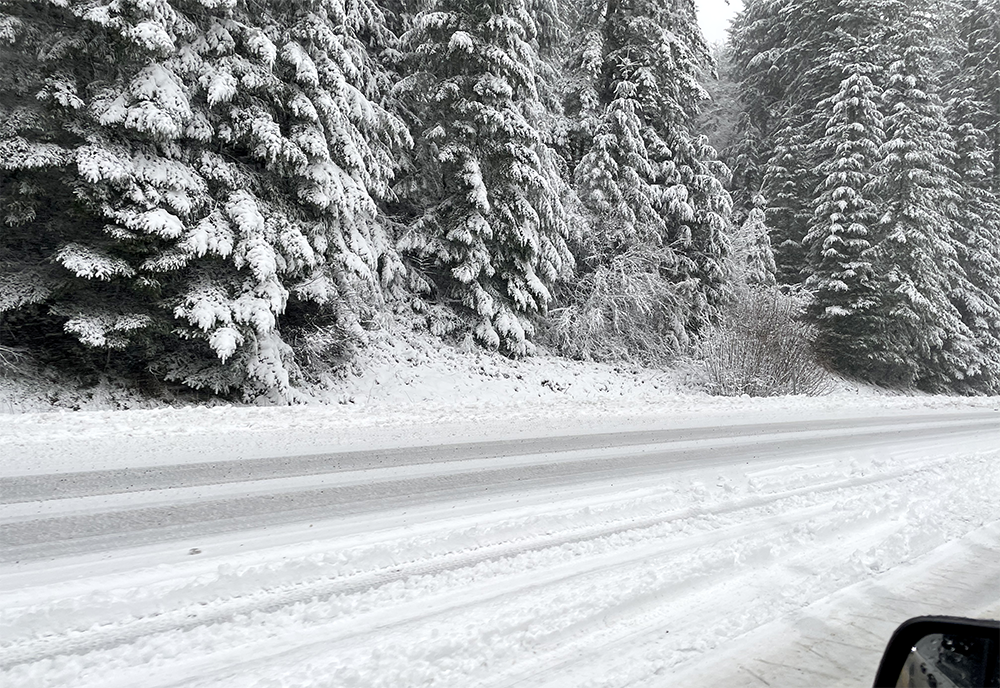 Snow—Trees Roadside.png