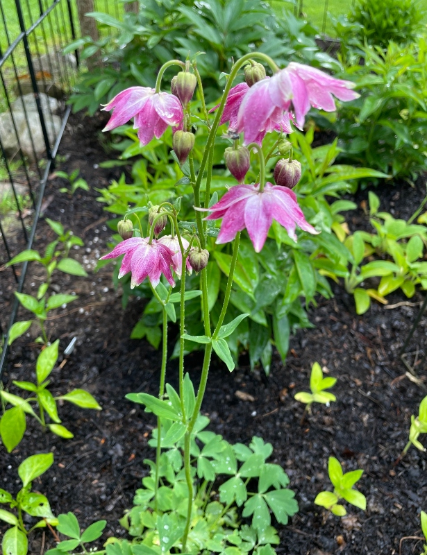 hivegarden- flowers-columbine-2.jpg