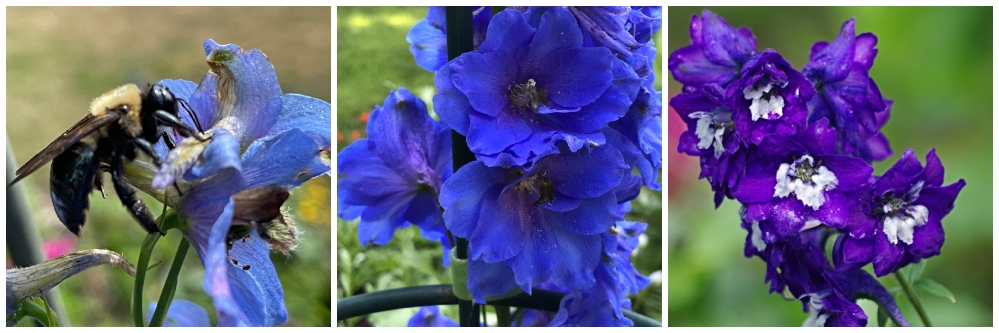 https://images.hive.blog/DQmNuSzmvy6kF77njXQfG12myz1FdqftRpcDoavZQqxiFf1/hive-garden-delphinium.jpg