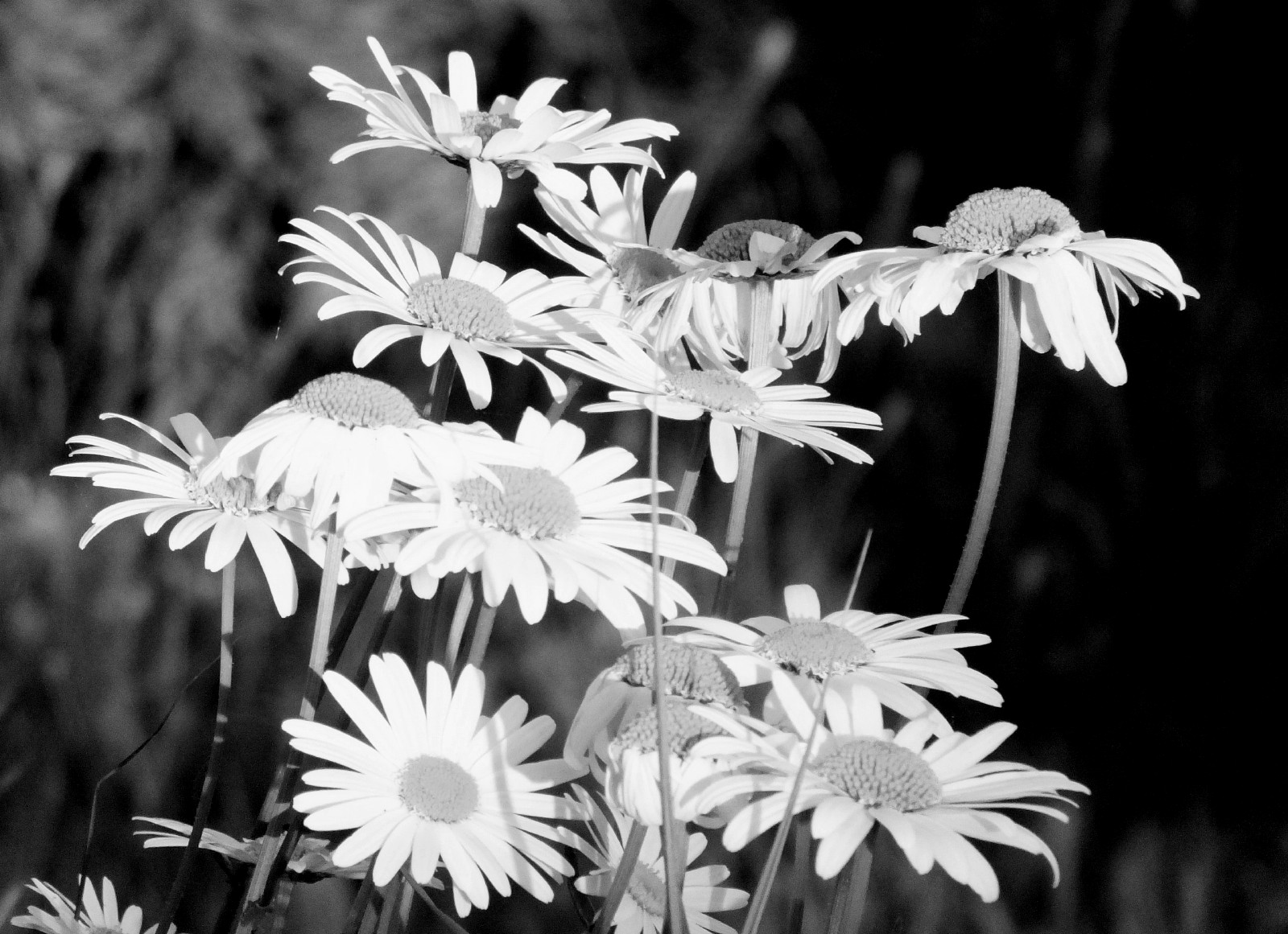 RD0174-BW-Daisies.jpg