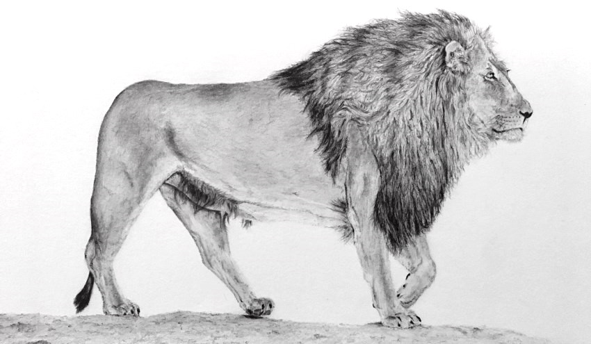 lion-pencil-drawing.jpg