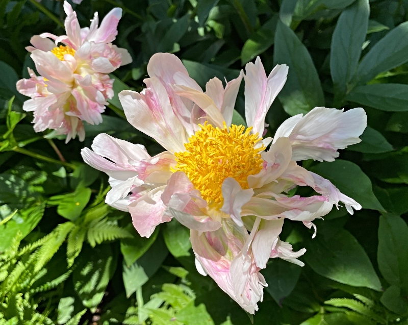 https://images.hive.blog/DQmNx619ixKS5kH4h4czSCtTkRF1yaGwU2d81SEjWYaJNje/hivegarden-flowers-peony-1.jpg