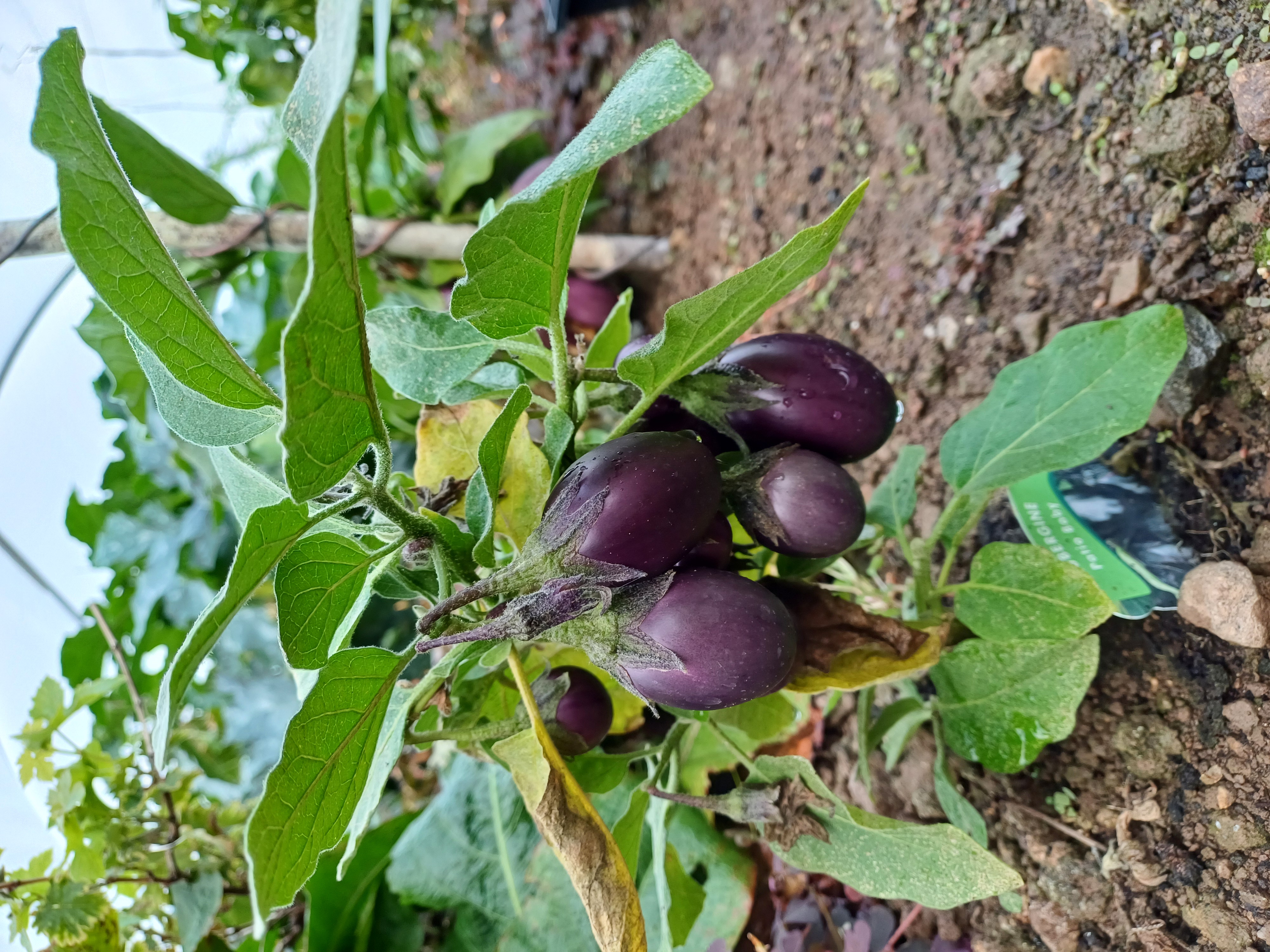 Nothing like straight of the tree - Nature's bounty