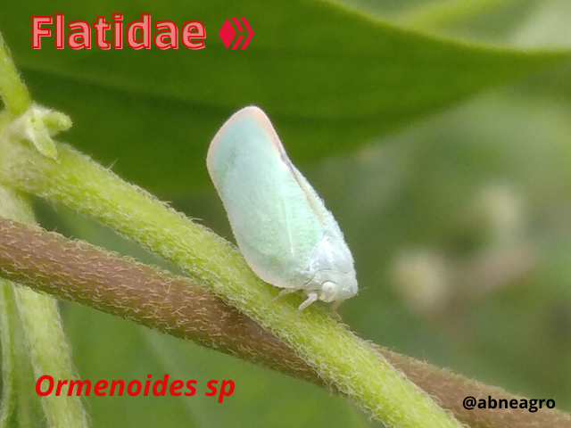 Automeris cf. jucunda (1).png