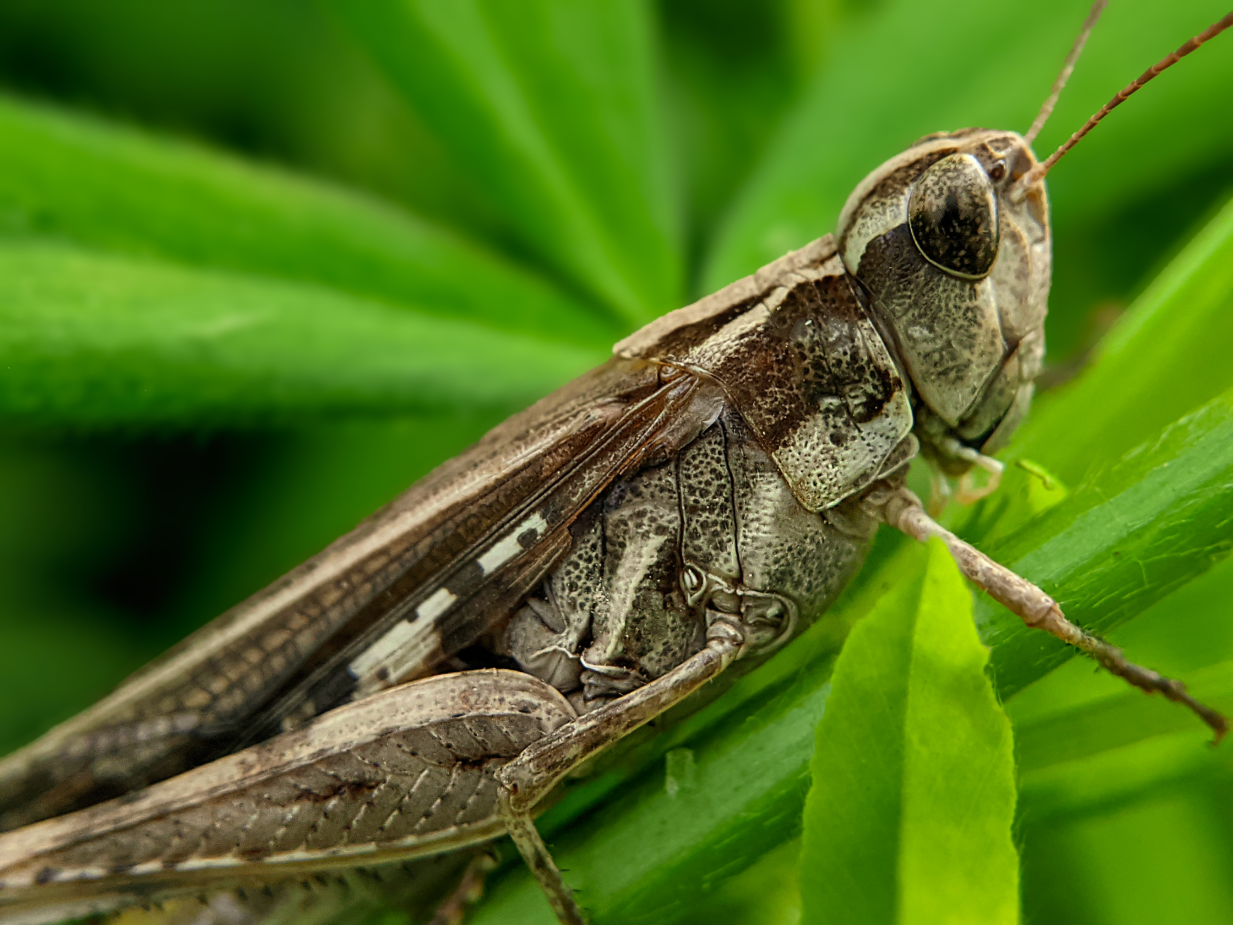 grasshopper (6).jpg