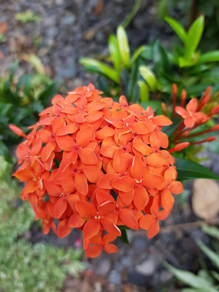 Flower Orange Santan by Daisy Cust.jpg