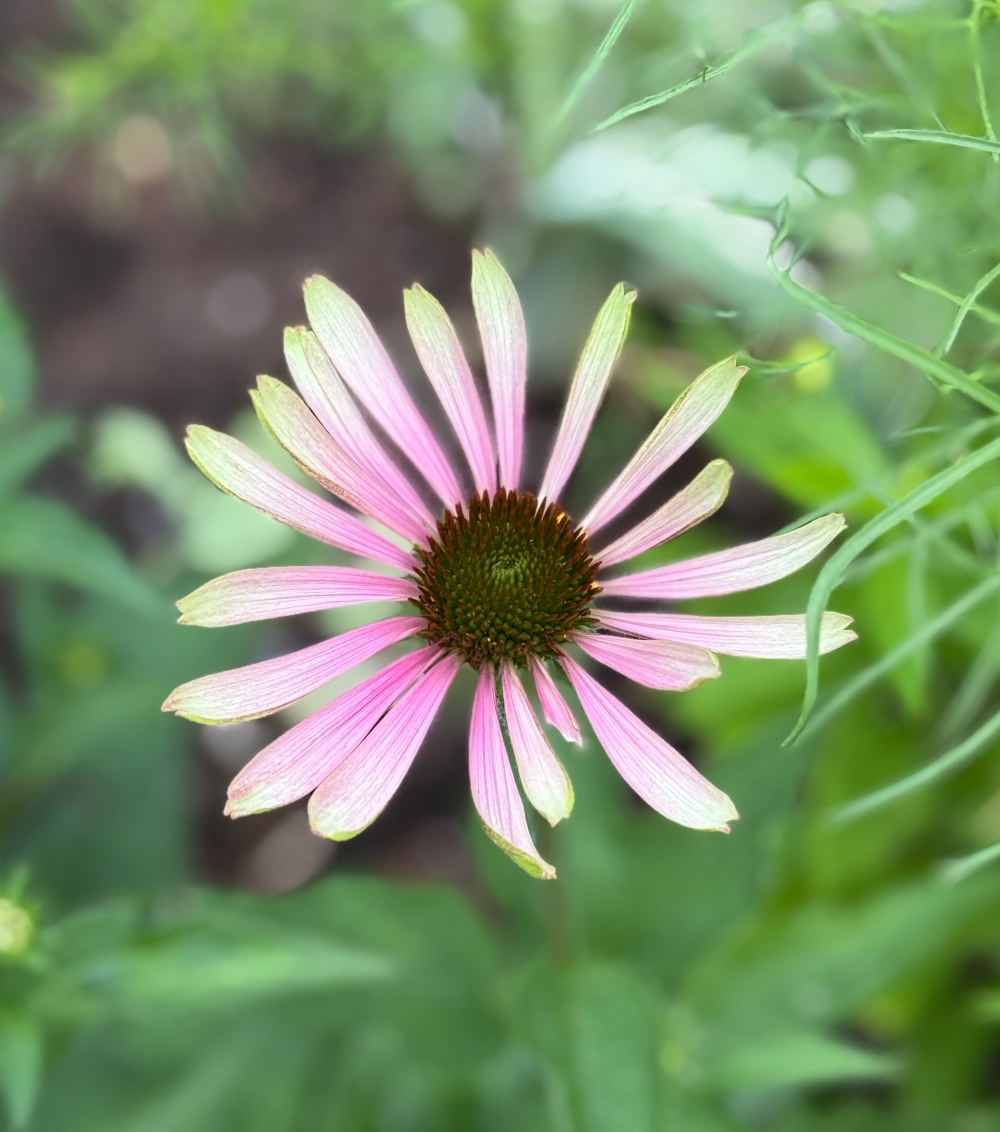 hivegarden-coneflower-green.jpg