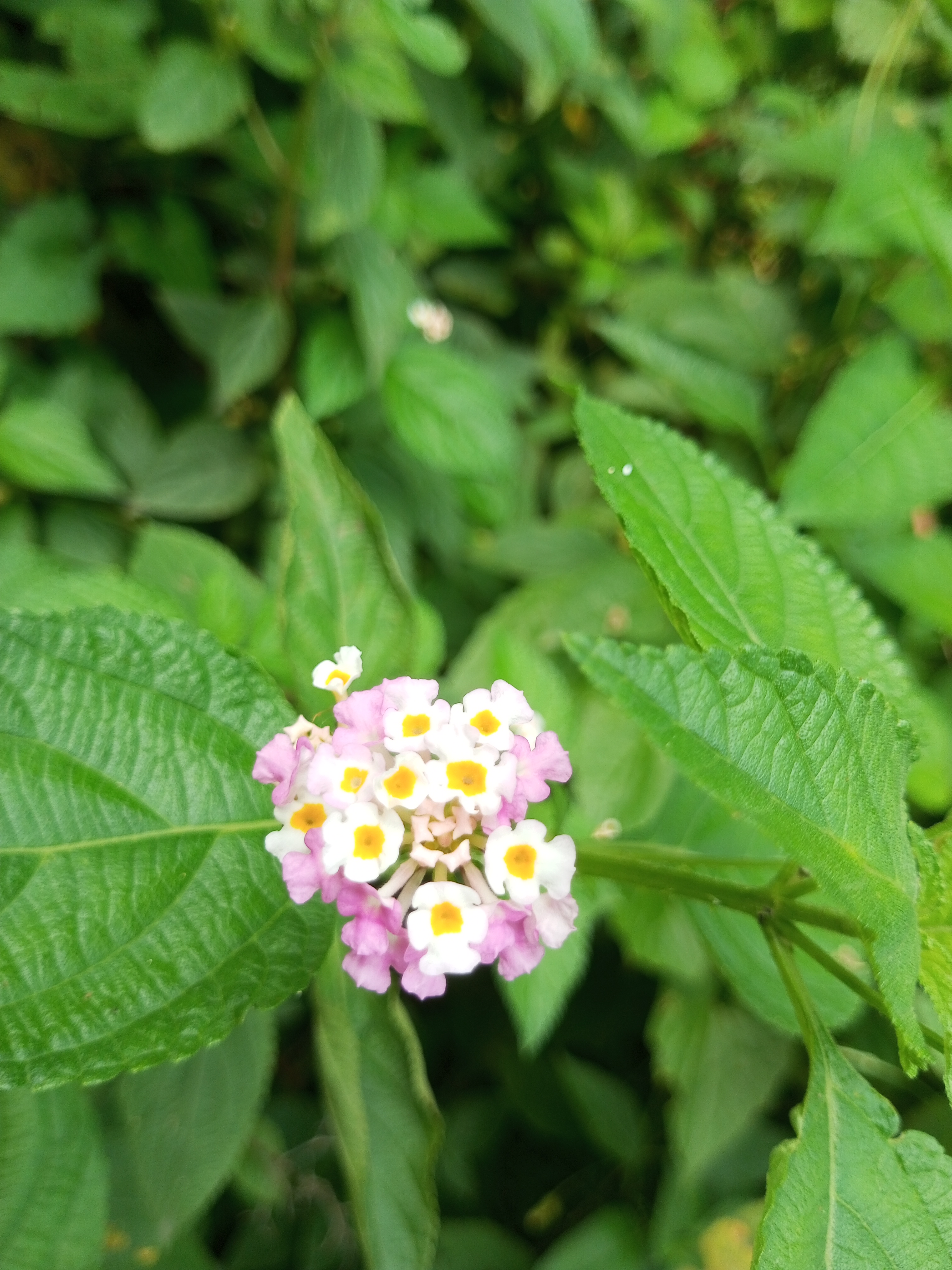IMG_20250601_153636_714.jpg