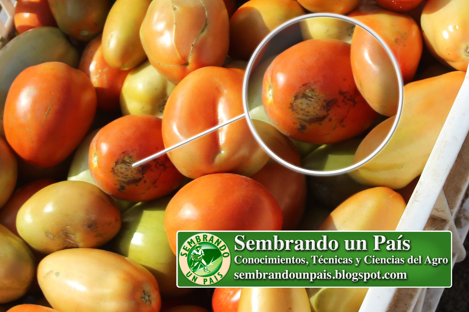 15 calidad tomate NVO BANNER.jpg
