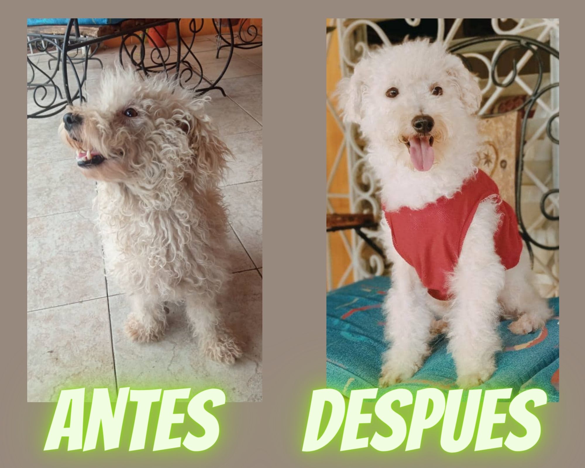 antes despues.jpg