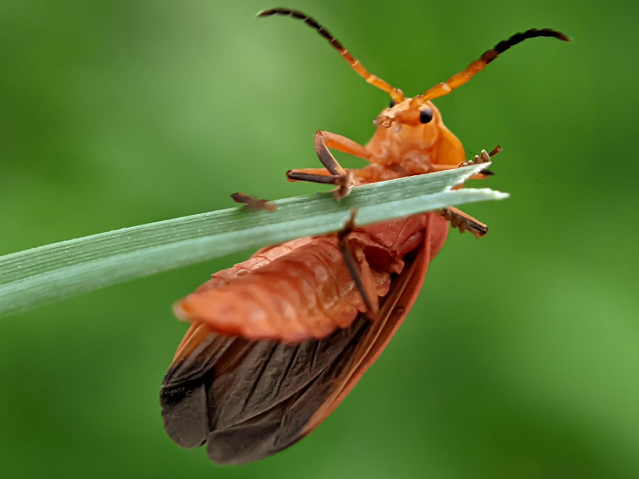 net winged beetle (11).jpeg